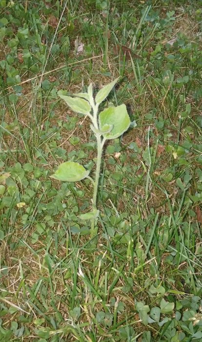 Ungt trädskott i gräsmatta med fuzzy stam och gröna blad.