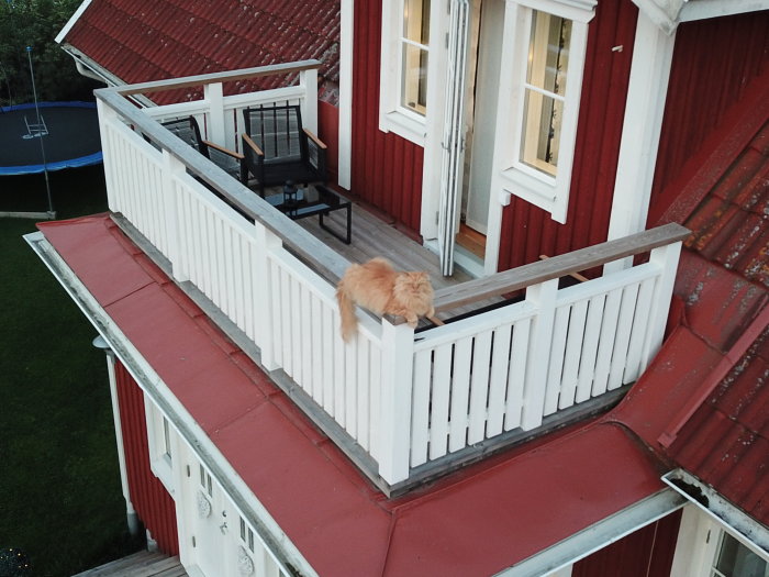 En orange katt sitter på en vit altan på ett rött hus med vita fönster, fotograferad från ovan.