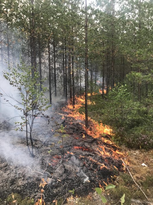 En skogsmark som brinner med fokus på eldens framfart bland träd och buskar.