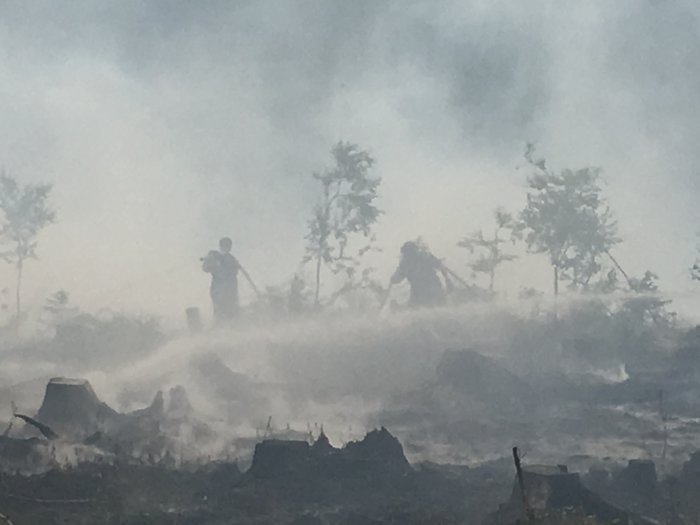 Dimmig bild av avverkad skog med människor som arbetar bland trädstubbar och rökdimma.