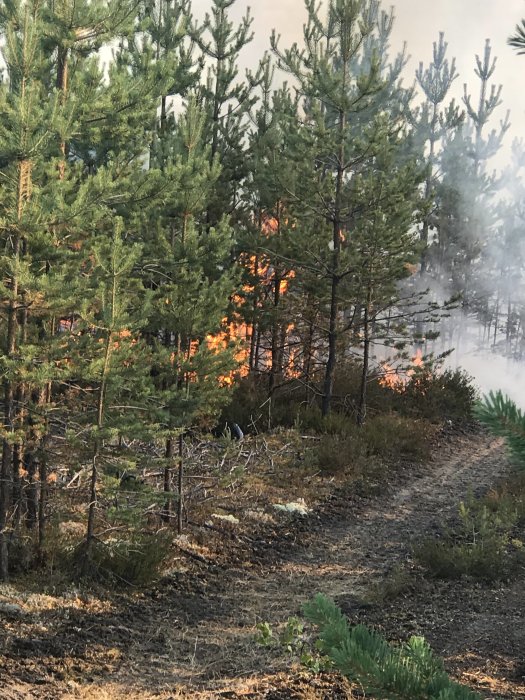 Skogsmark med ung tallskog där markbrand pågår, med flammor och rök synliga mellan träden.