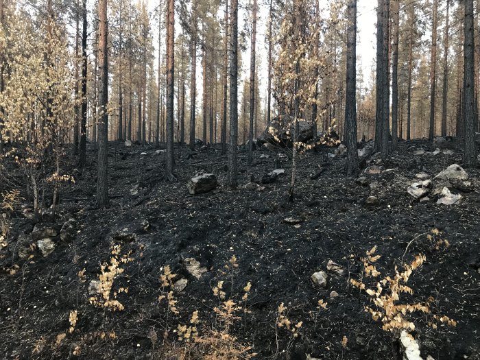 Skog efter brand med sotade träd och mark täckt av aska.