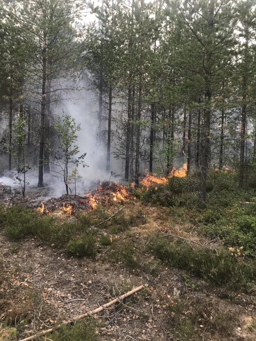 Brandbekämpning i skog i Färila/Ljusdal med synliga lågor och rök mellan träden.