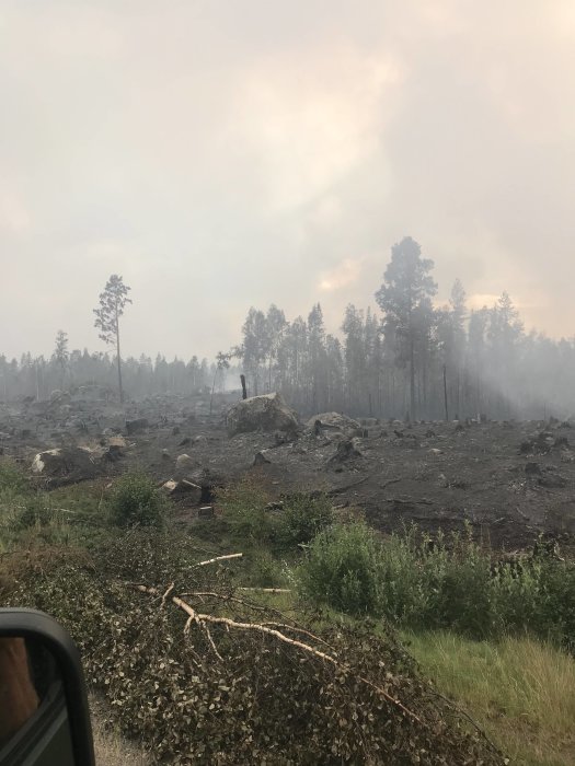 Efterlämnad förödelse från skogsbrand med sotade träd och mark, rök i luften.