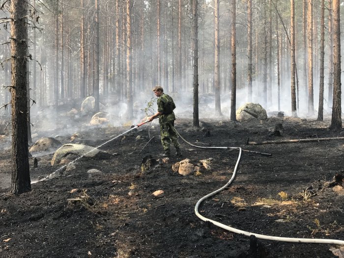 Brandman släcker efterlämnade glödbränder i skog efter skogsbrand i Färila/Ljusdal.