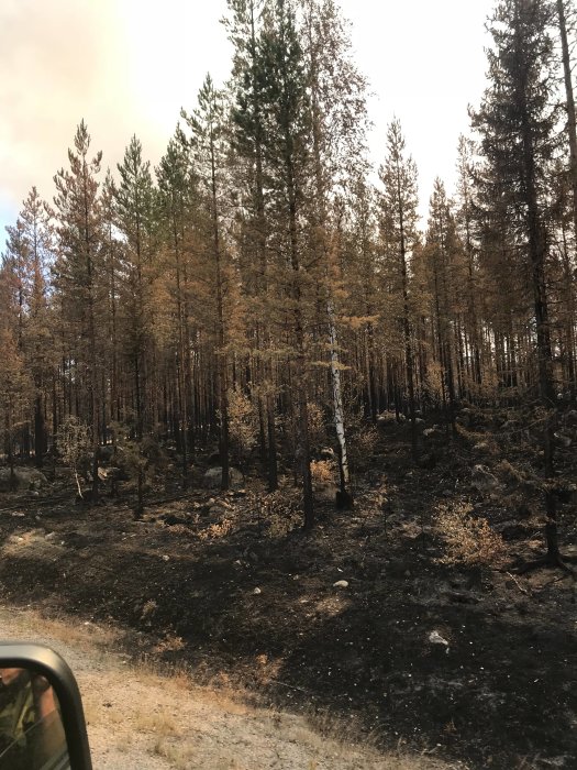 Skogsmark efter brand med sotiga rester och delvis brända träd, vy från fönstret på ett fordon.