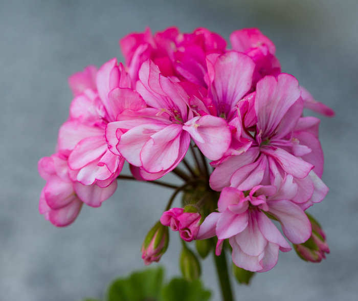 Närbild av rosa pelargonblomma i blom mot suddig bakgrund.