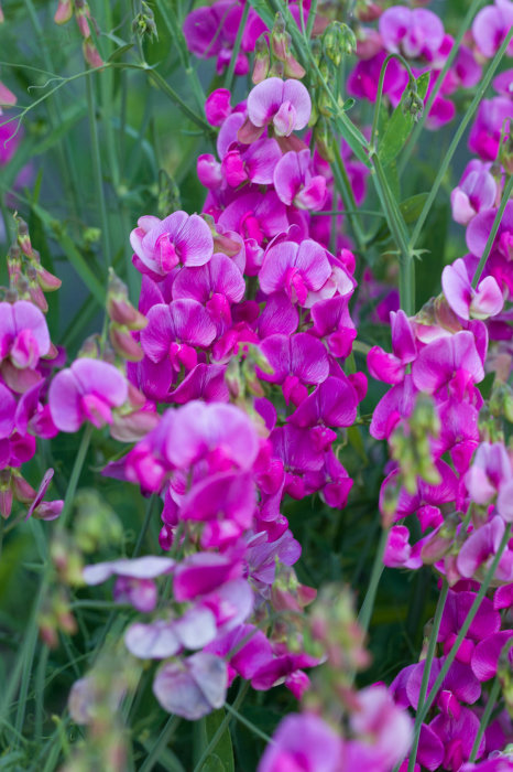 Ljuslila ärtväxtblommor i fokus med oskarp grönskabakgrund, ingen synlig fjäril.