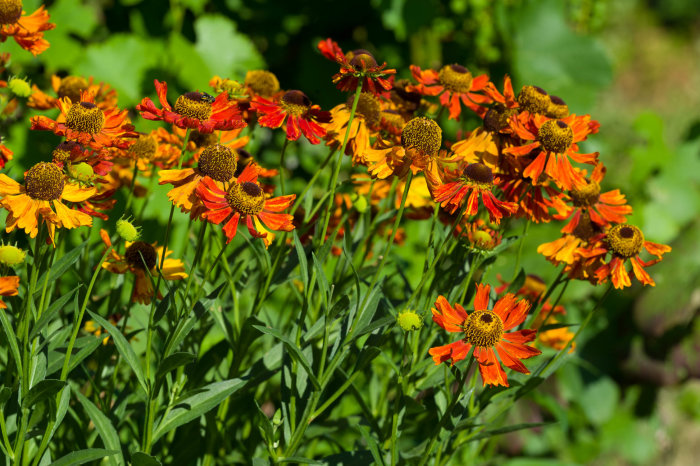 Blommande Helenium (Solbrud), gul och röd, med synliga pollenkäglor och gröna blad.