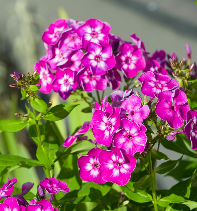 Ljusrosa floxblommor med mörka centrum mot gröna blad i solljus.