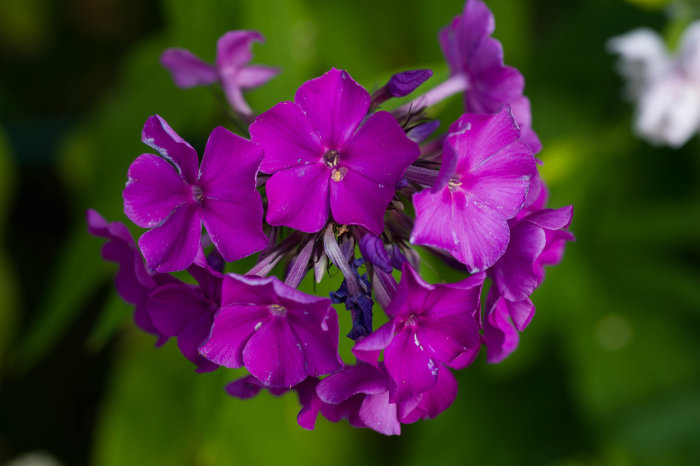 Närbild av lila floxblommor med synliga ståndare mot en suddig grön bakgrund.