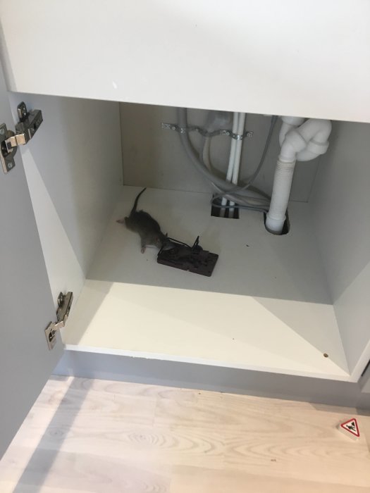 En råtta fångad i en fälla under ett köksskåp med synliga rör och en råttfälla.