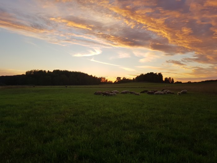 Får på en äng vid solnedgång med dramatiskt molnigt himmel i bakgrunden.