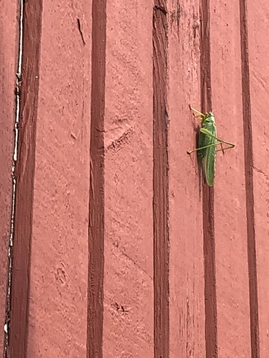 Gräshoppa på en röd trädvägg under byggarbete med fokus på trappa och fönsterinstallation.