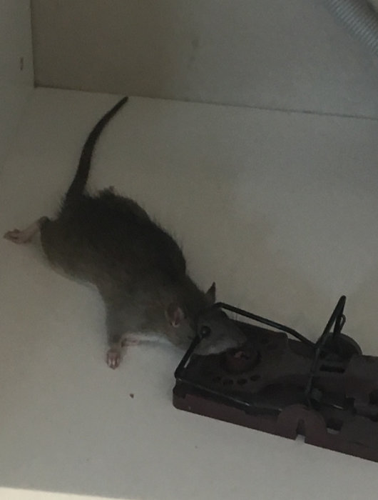 En råtta i en fälla på ett golv, tydligt synlig och nära en vägg.