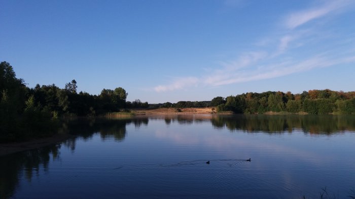 Soluppgång med klarblå himmel över en lugn sjö med träd runtomkring och ankor som simmar.