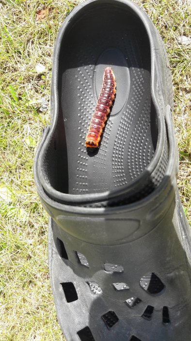 Stor larv i en svart foppatoffla på gräsmatta, cirka 7 cm lång och 2 cm tjock.