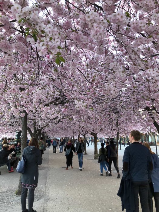 Kungsträdgården i Stockholm under körsbärsblommans tid med människor som promenerar och njuter av blomningen.