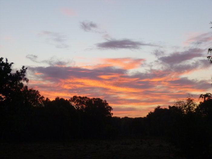 Soluppgång med strimmiga moln i varma färger över en mörk silhuett av träd och buskar mot en klarblå himmel.