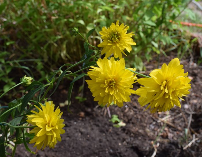 Gula blommor i full blom i en trädgård med mörk jord i bakgrunden.