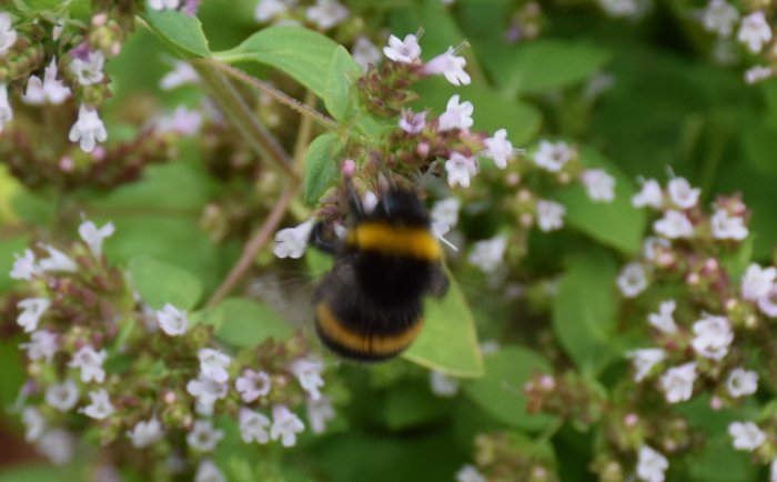 Huml på blomstrande oregano, otydlig mot grön bakgrund med ljusrosa blommor.