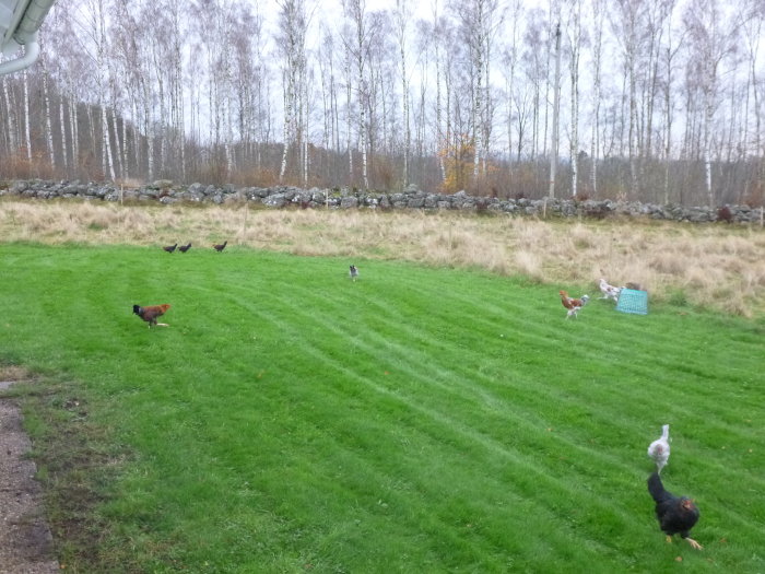 Höns som går på en grön gräsmatta nära hus med sjöstensplattor och ingen gräs till vänster.