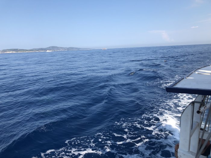 Havsvy från båt med delfiner som skymtar i distansen och kustlinje i bakgrunden.