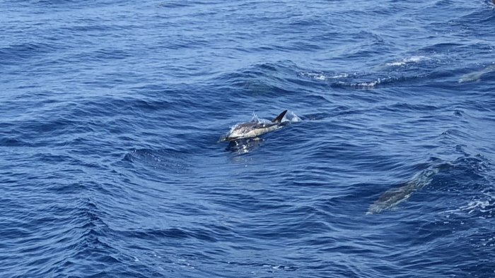 Delfiner synliga i det blåa vattnet vid Greklands kust.