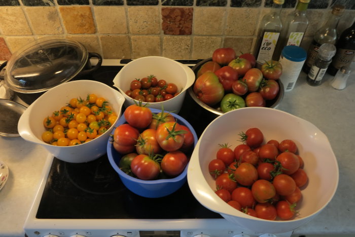 Fyra skålar med mogna tomater i olika färger och storlekar på ett köksbord.