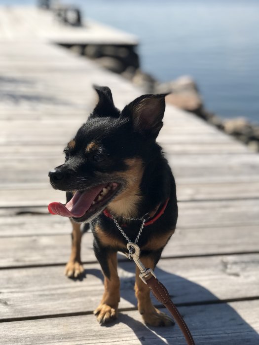 Hund som står på en träbrygga framför vatten, tittar åt sidan med tungan ut.