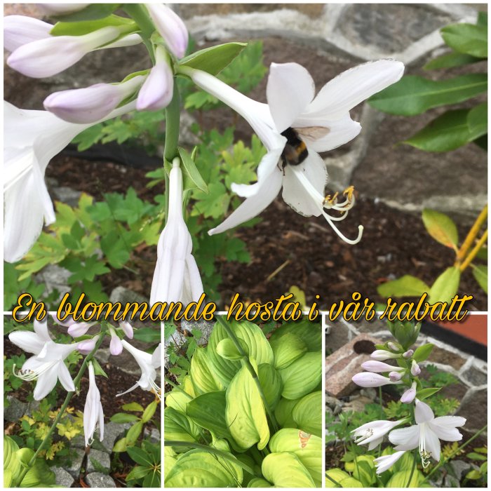 En humla besöker blommande vita blommor av hosta i en rabatt med grön bladverk i förgrunden.