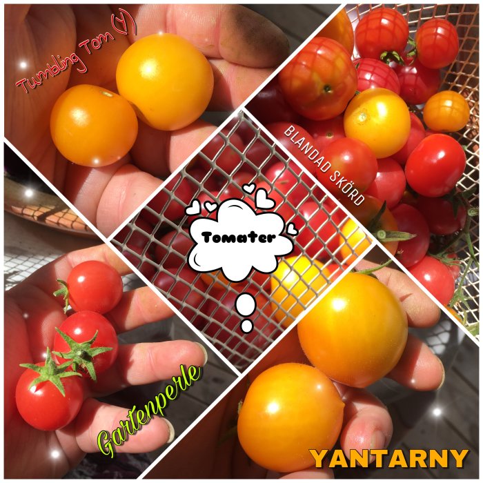 Collage av olika tomatvarieteter med namnetiketter, inklusive 'Tumbling Tom', 'Gartenperle' och 'Yantarny', i en persons hand.