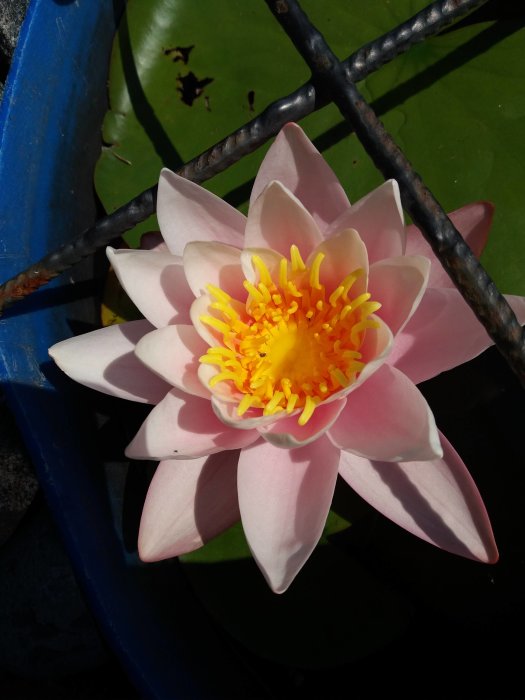 Näckros i blom med rosa kronblad och gul mitt, på en damm med gröna blad.