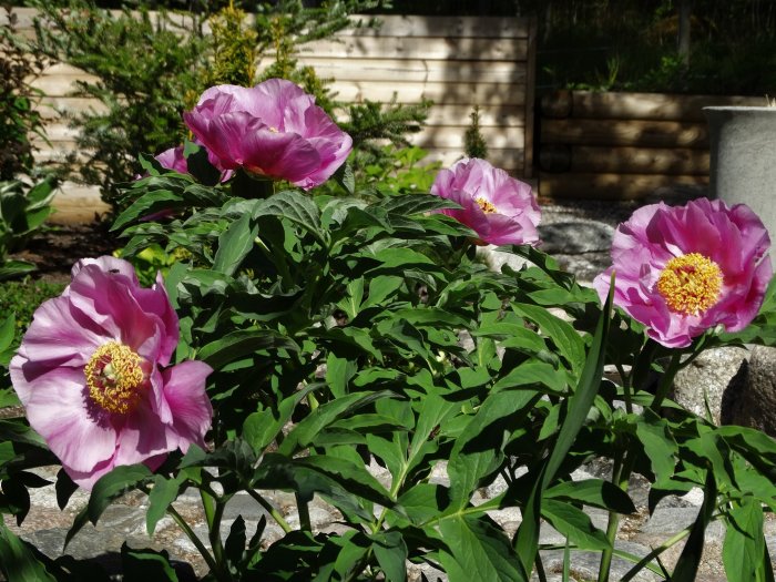 Blommande Paeonia obovata (lackpion) med rosa kronblad och gul mitt, omgiven av gröna blad, i en trädgårdsmiljö.