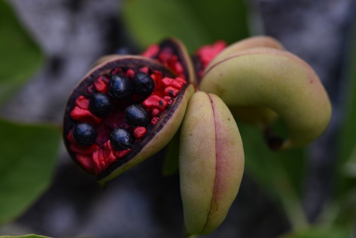 Frökapsel av Paeonia obovata med svarta fertila frön och röda icke-fertila frön i augusti.