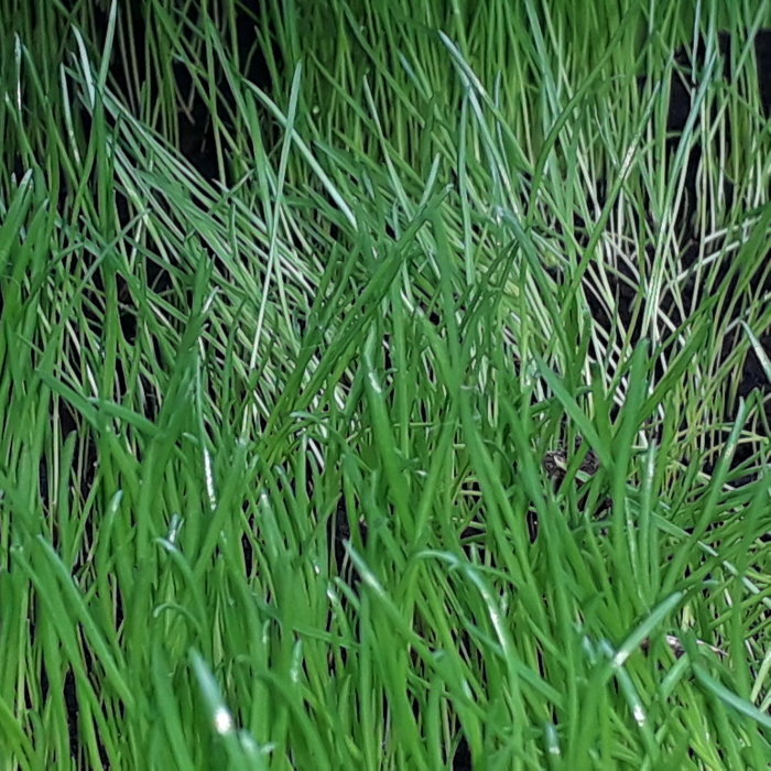 Tätt gräs odlad i plastlåda som husdjursfoder, nyligen vattnad och i full tillväxt.
