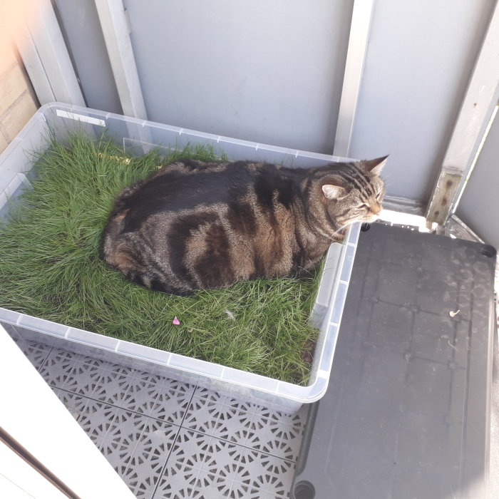 En katt ligger i en plastlåda med gräs odlad på en balkong.