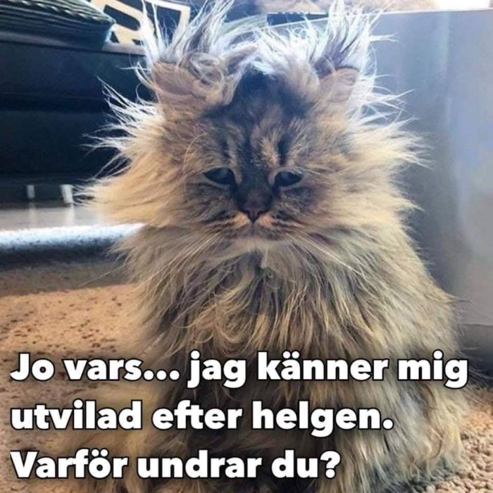 Rufsigt långhårigt katt med tovigt päls och text "känner mig utvilad efter helgen".