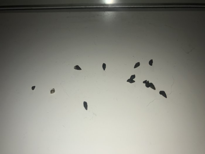 Små svarta snäckor i olika storlekar på en vit yta, eventuellt i ett badrumsområde.