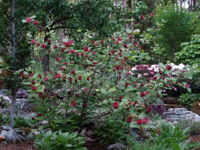 Hybridkryddbusken Calycanthus x Raulstonii 'Hartlage Wine' i blom i en trädgård.