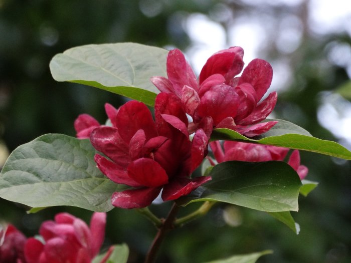 Hybridkryddbusken Calycanthus x Raulstonii 'Hartlage Wine' i blom under våren med vinröda blommor och gröna blad.