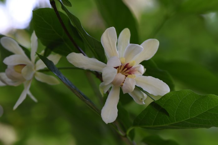 Calycanthus x Raulstonii 'Hartlage Wine' blomma i närbild, vit och gul mot gröna blad.