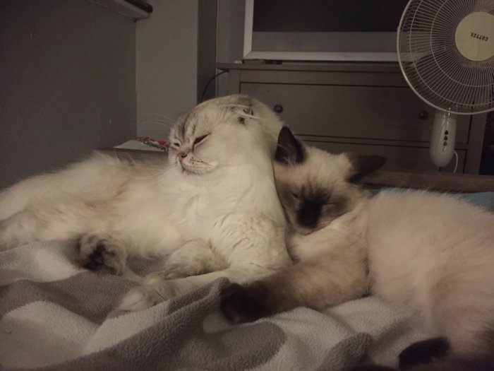 Två katter som ligger och sover tätt intill varandra på en grå randig filt.