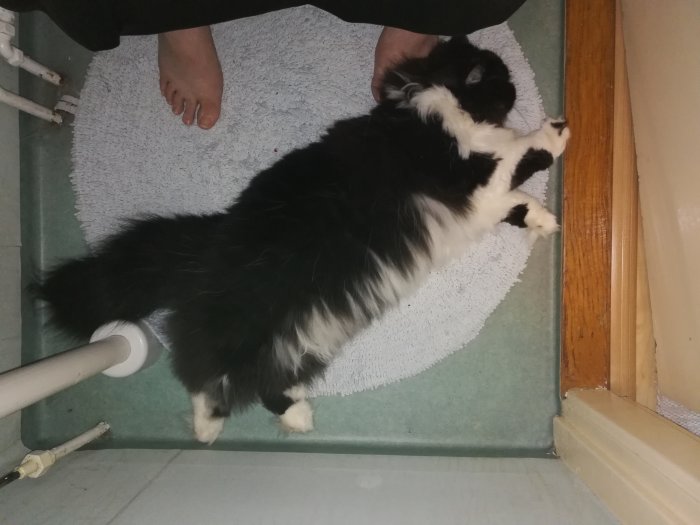 Brittisk långhårskatt med lejonklippning vilar på golvet bredvid en persons fötter.