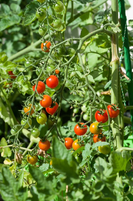 Mogna och omogna Supersweet F1 tomater på en planta på en solig terass.