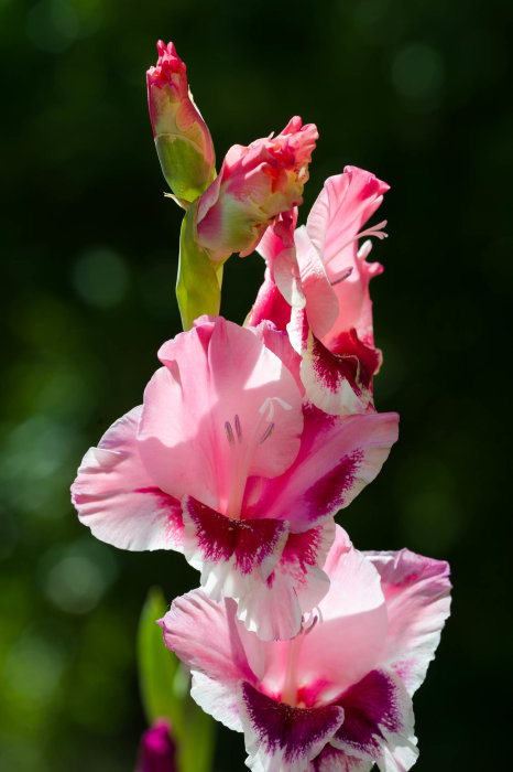 Rosa och vit gladiolusbukett i solsken med knoppar och färgstarka blommor i förgrund.