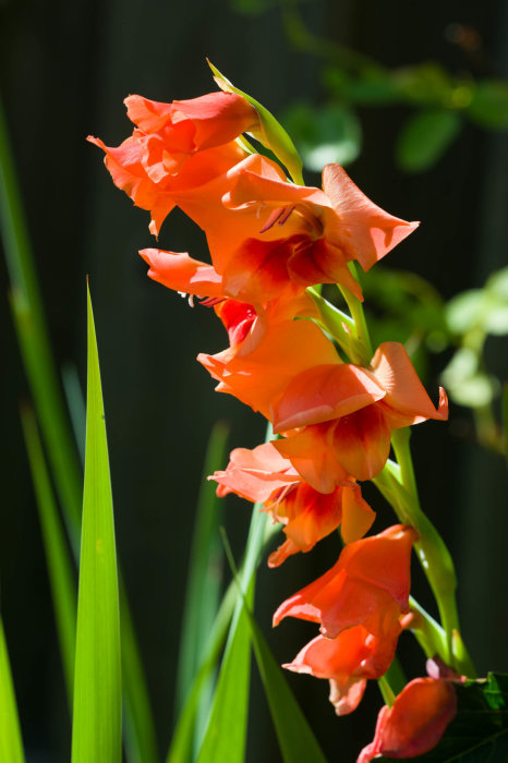 Orangeröda gladiolblommor i solsken med gröna blad som bakgrund.