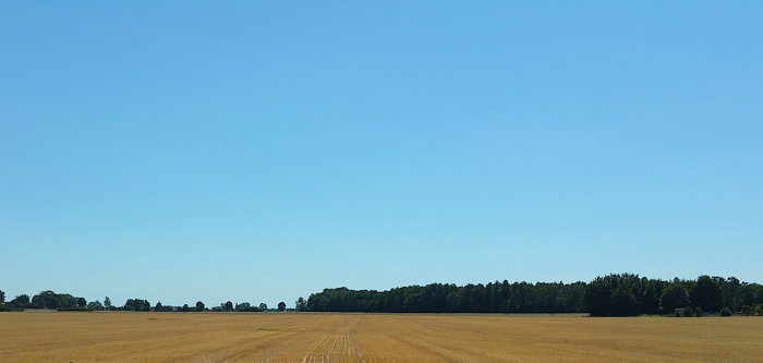 Ett öppet fält med gyllene gräs och en skogslinje i bakgrunden under en klarblå himmel.