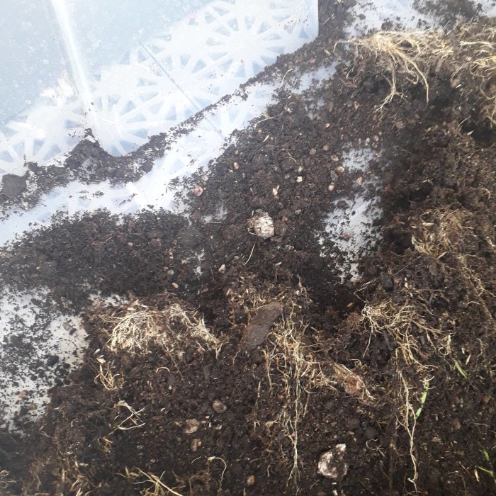 Närbild av torr jord och rotrester där någon krafsat, antyder trädgårdsarbete.