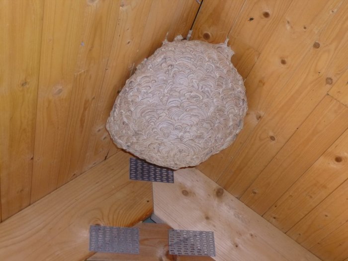 Getingbo hittat på vind med träväggar och lofttrappstege i förgrunden.